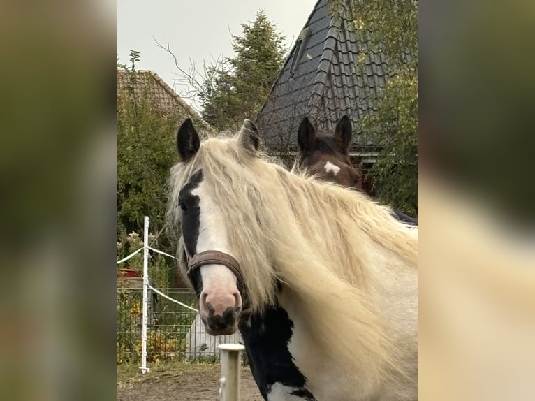 Tinker Stute 5 Jahre 155 cm Schecke in Oldenswort