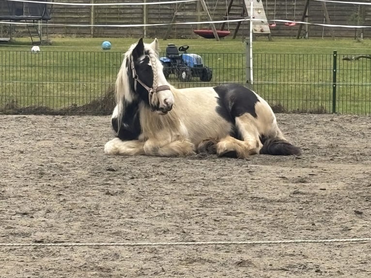 Tinker Stute 5 Jahre 155 cm Schecke in Oldenswort