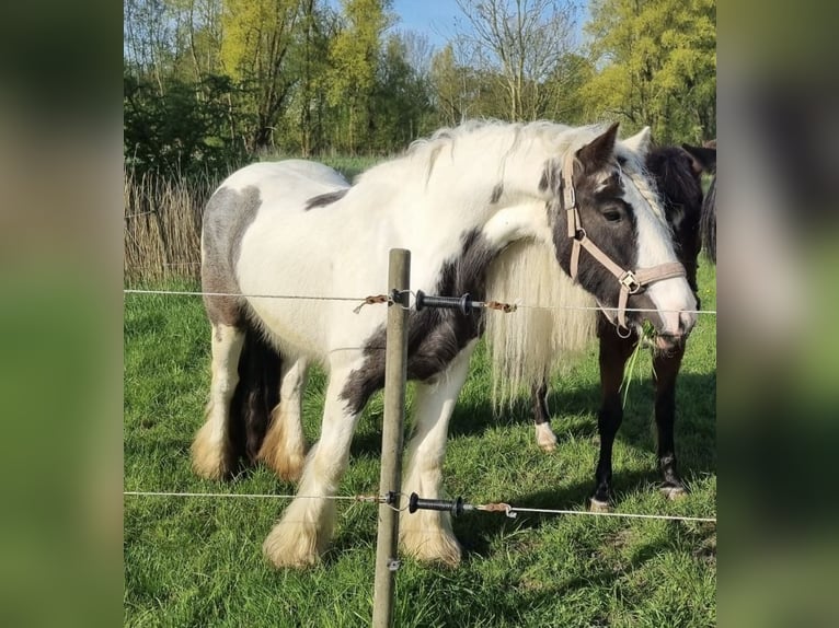 Tinker Stute 5 Jahre 155 cm Schecke in Oldenswort