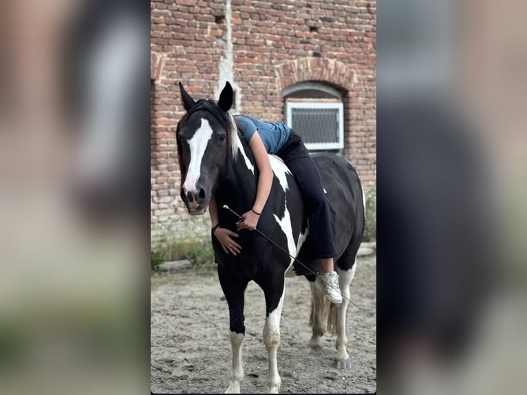 Tinker Mix Stute 5 Jahre 155 cm Schecke in Roßbach