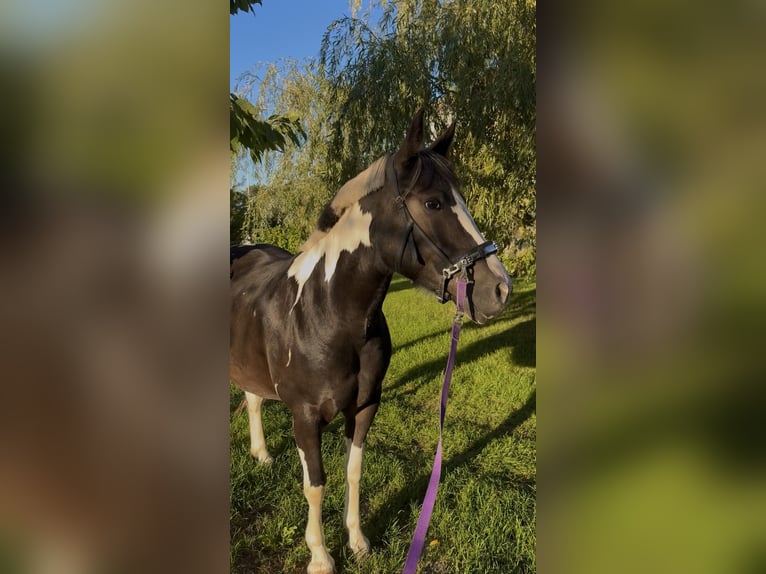 Tinker Mix Stute 5 Jahre 155 cm Schecke in Roßbach