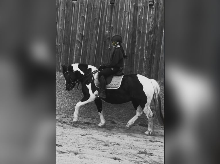 Tinker Mix Stute 5 Jahre 155 cm Schecke in Roßbach