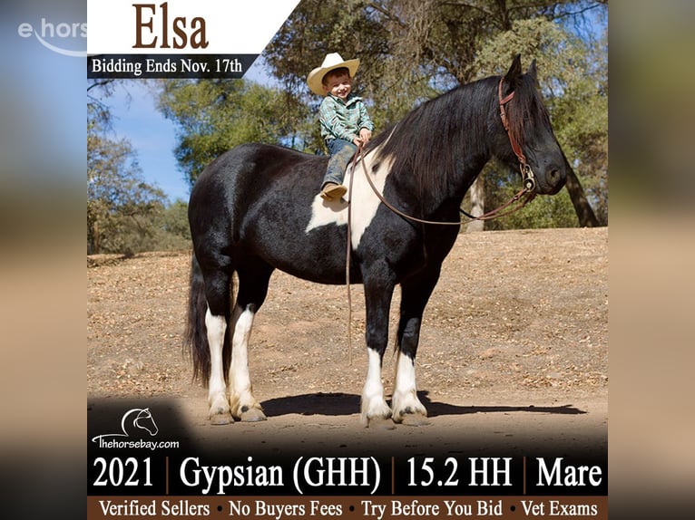 Tinker Stute 5 Jahre 157 cm Rappe in Fort Collins, CO