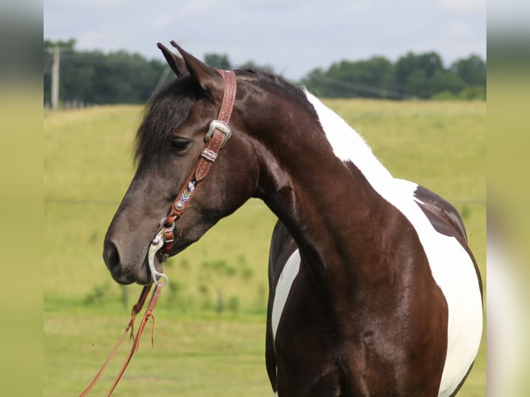 Tinker Stute 5 Jahre 163 cm Tobiano-alle-Farben in Whitley City, Ky