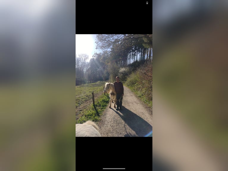 Tinker Mix Stute 5 Jahre in Aachen