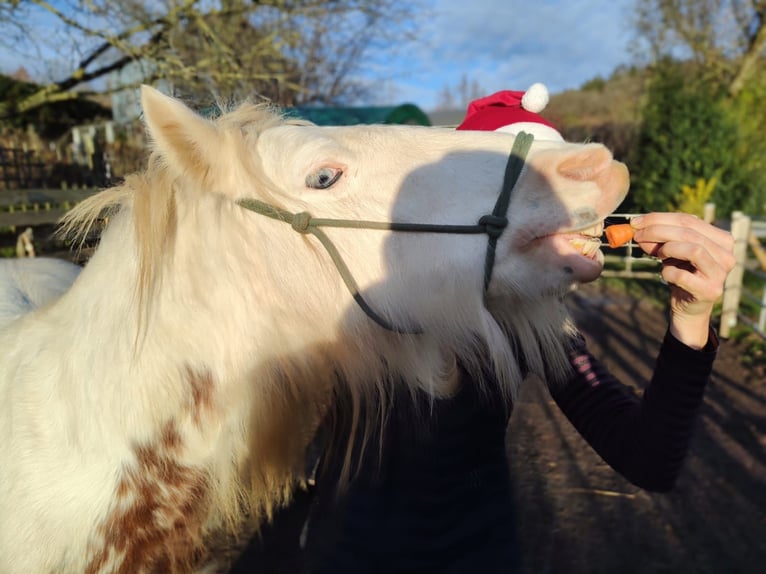 Tinker Mix Stute 5 Jahre in Aachen