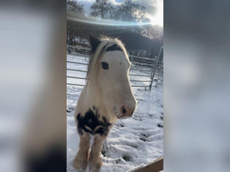 Tinker Mix Stute 5 Jahre in Aachen