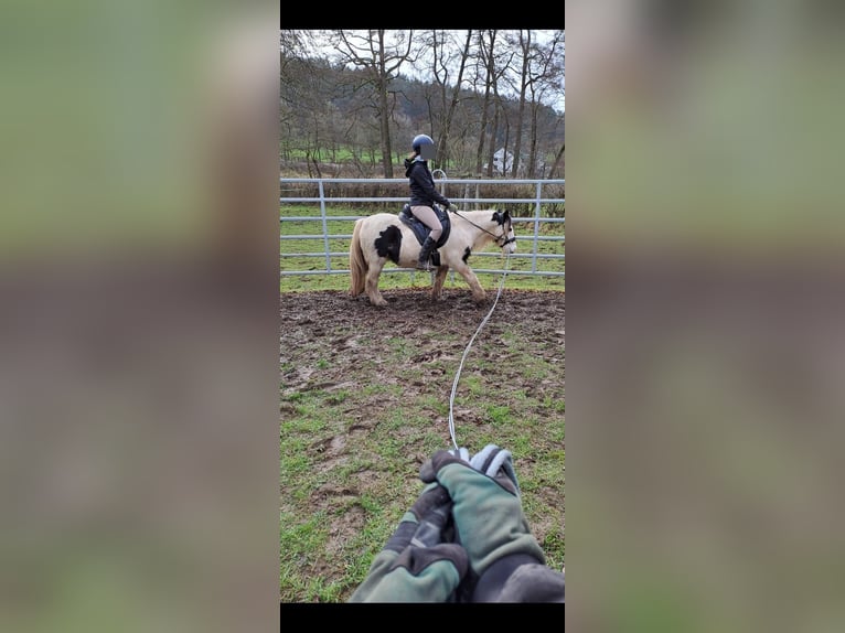 Tinker Mix Stute 5 Jahre in Aachen