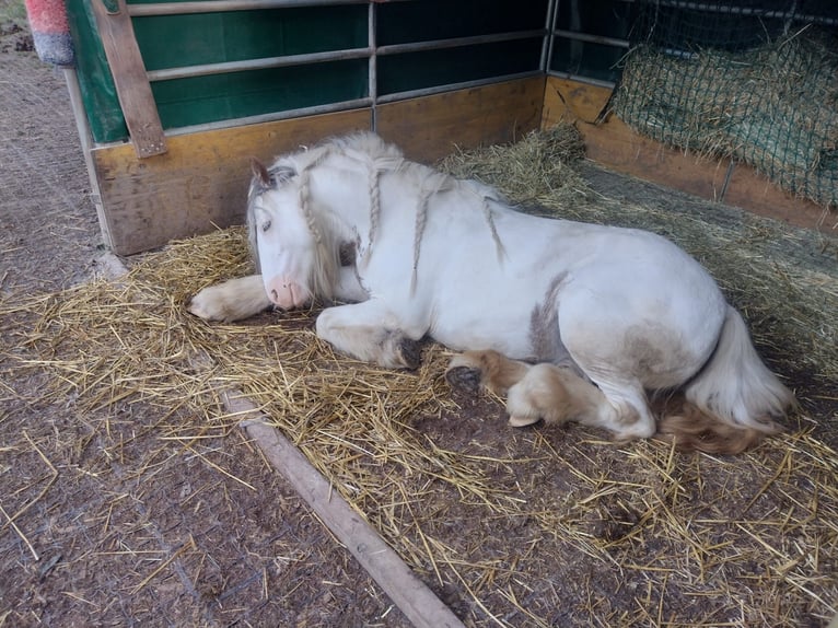 Tinker Mix Stute 5 Jahre in Aachen