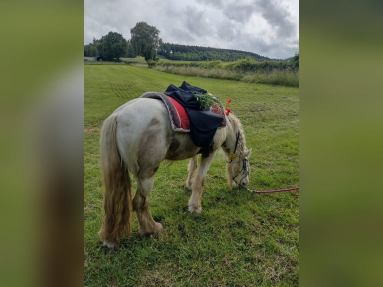 Tinker Mix Stute 5 Jahre in Aachen