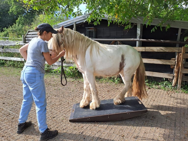 Tinker Mix Stute 5 Jahre in Aachen