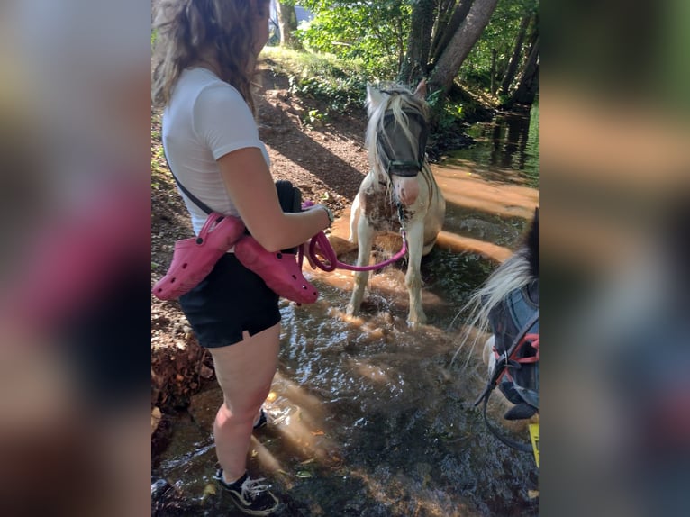 Tinker Mix Stute 5 Jahre in Aachen