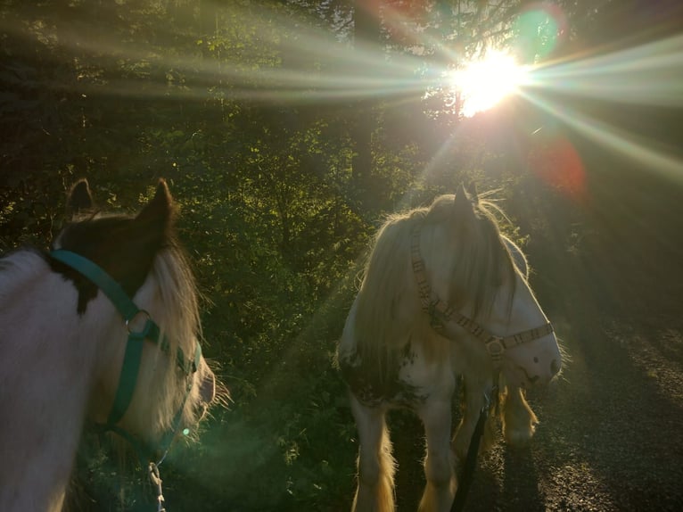 Tinker Mix Stute 5 Jahre in Aachen