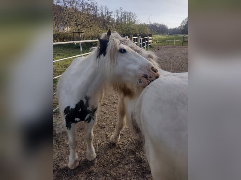 Tinker Mix Stute 5 Jahre in Aachen