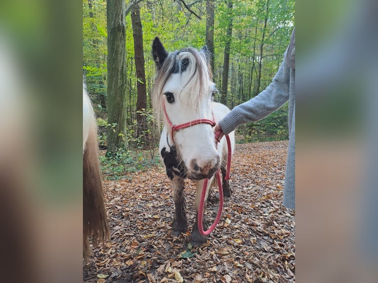 Tinker Mix Stute 5 Jahre in Aachen