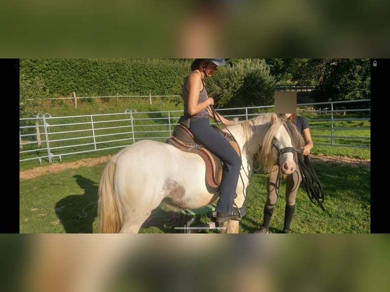 Tinker Mix Stute 5 Jahre in Aachen