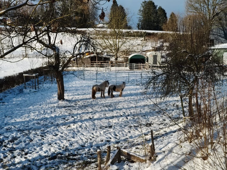 Tinker Mix Stute 5 Jahre in Aachen