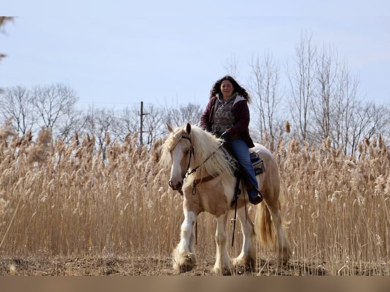 Tinker Stute 5 Jahre Palomino in Howell, MI