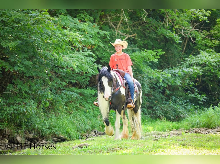 Tinker Stute 5 Jahre Schecke in Flemingsburg
