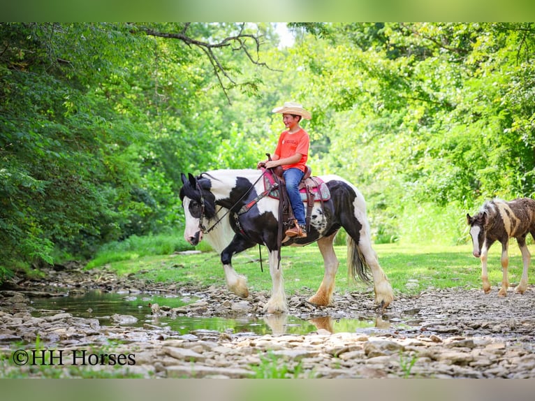 Tinker Stute 5 Jahre Schecke in Flemingsburg