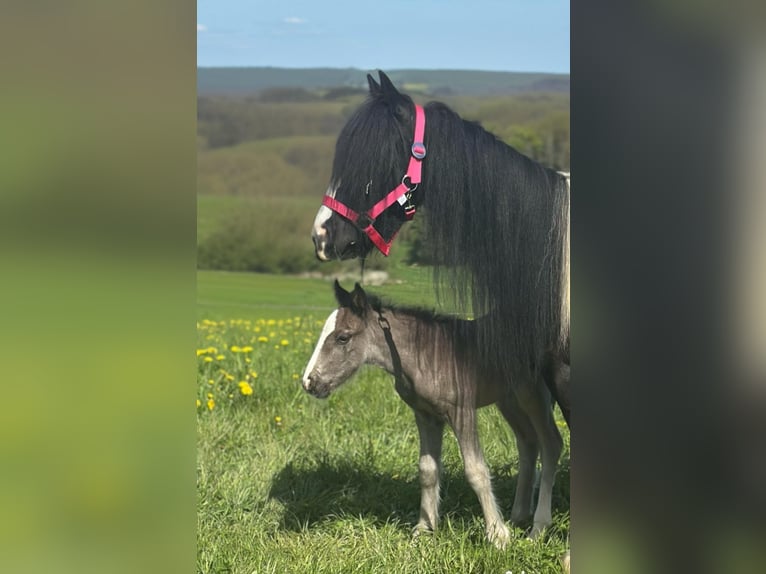 Tinker Stute 6 Jahre 120 cm Schecke in Hillesheim