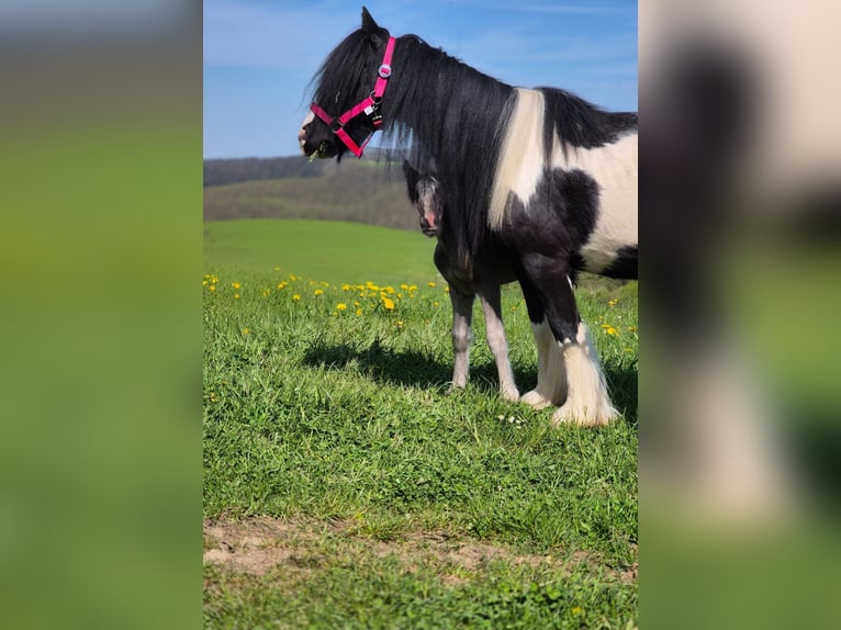 Tinker Stute 6 Jahre 120 cm Schecke in Hillesheim