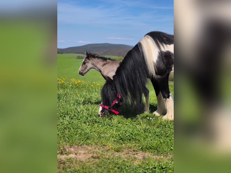Tinker Stute 6 Jahre 120 cm Schecke in Hillesheim