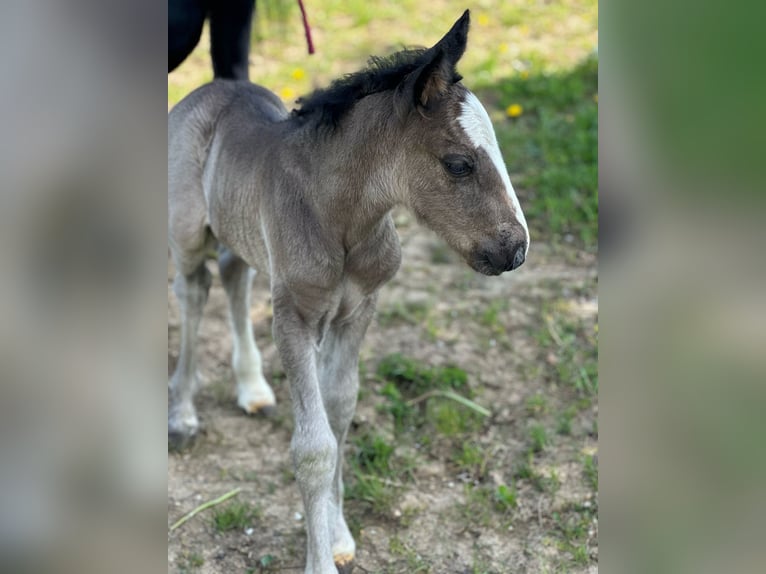 Tinker Stute 6 Jahre 120 cm Schecke in Hillesheim