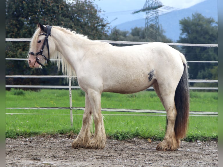 Tinker Stute 6 Jahre 122 cm Schecke in Kirchbichl