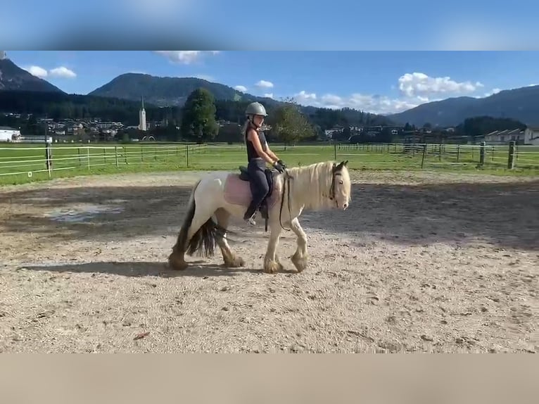 Tinker Stute 6 Jahre 122 cm Schecke in Kirchbichl