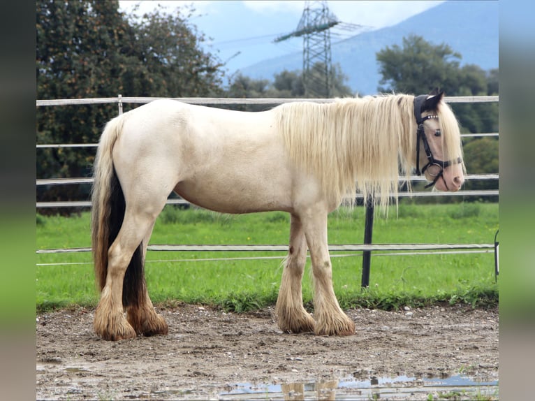 Tinker Stute 6 Jahre 122 cm Schecke in Kirchbichl