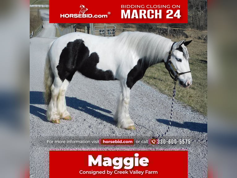 Tinker Stute 6 Jahre 130 cm in Apple Creek, OH