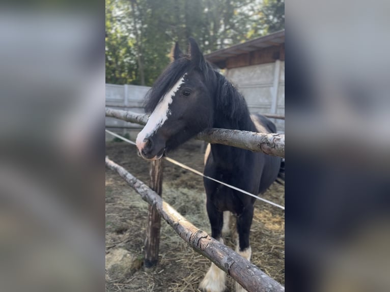 Tinker Stute 6 Jahre 130 cm Rappe in Łąka