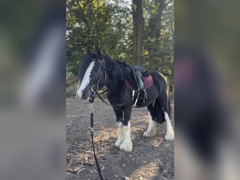 Tinker Stute 6 Jahre 130 cm Rappe in Łąka