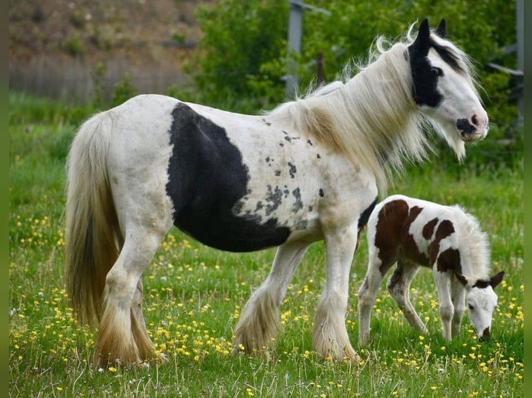 Tinker Stute 6 Jahre 132 cm Schecke in Linkenbach