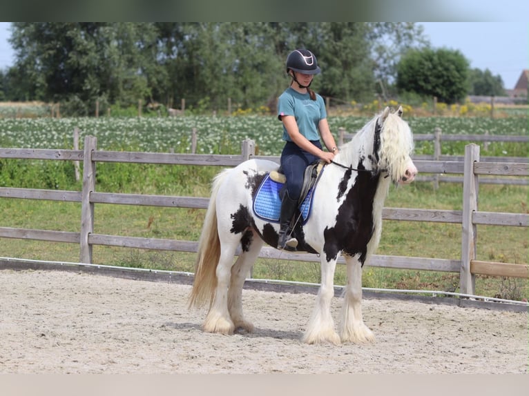 Tinker Stute 6 Jahre 135 cm Schecke in Pepingen