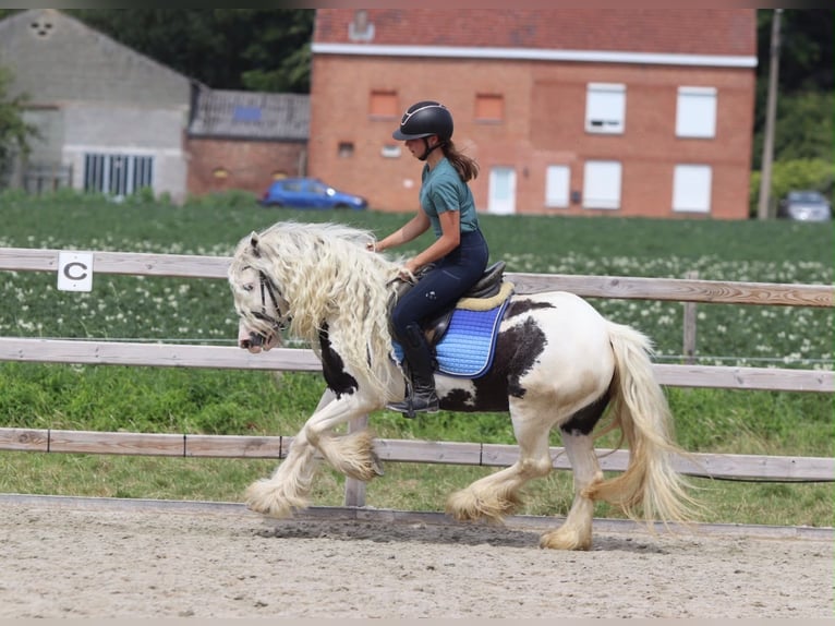 Tinker Stute 6 Jahre 135 cm Schecke in Pepingen