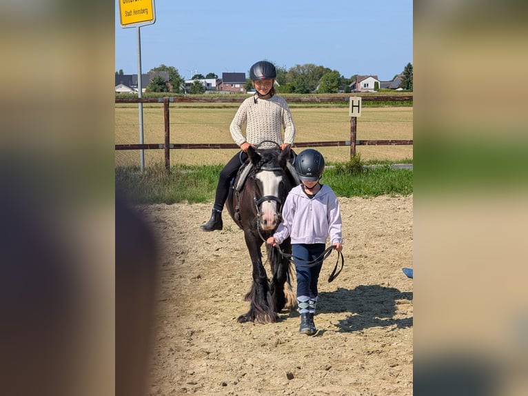 Tinker Stute 6 Jahre 136 cm Rappe in Heinsberg