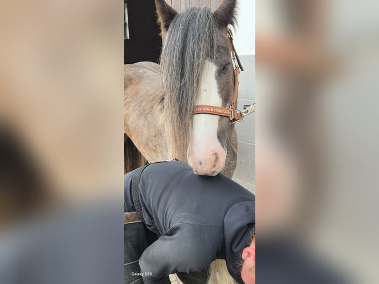 Tinker Stute 6 Jahre 139 cm  in Beverungen