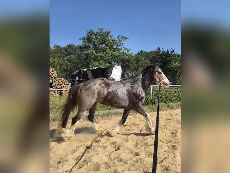 Tinker Stute 6 Jahre 140 cm Roan-Blue in Beverungen