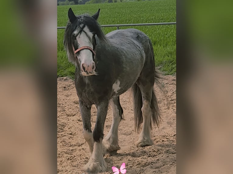 Tinker Stute 6 Jahre 140 cm Roan-Blue in Beverungen