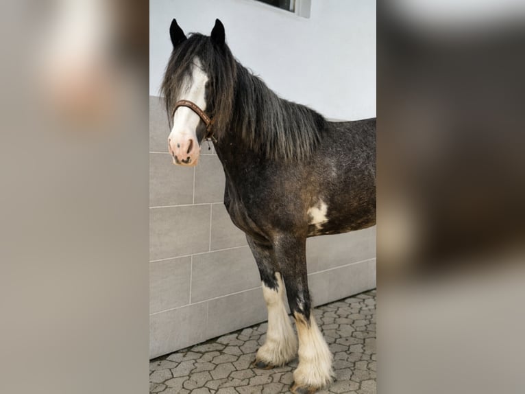 Tinker Stute 6 Jahre 140 cm Roan-Blue in Beverungen