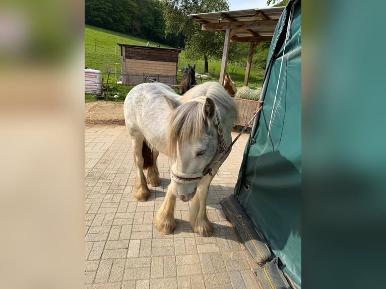 Tinker Mix Stute 6 Jahre 140 cm Schimmel in Plettenberg