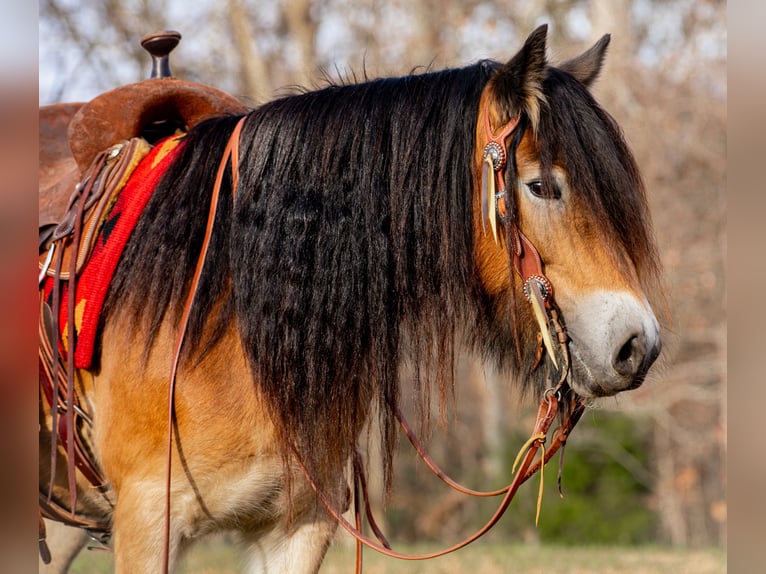 Tinker Stute 6 Jahre 145 cm Rotbrauner in Santa Fe