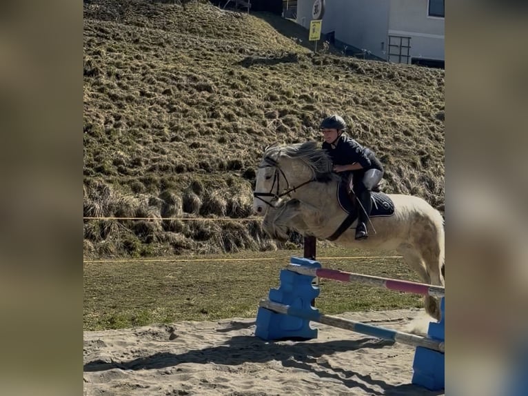 Tinker Stute 6 Jahre 148 cm Palomino in Obdach