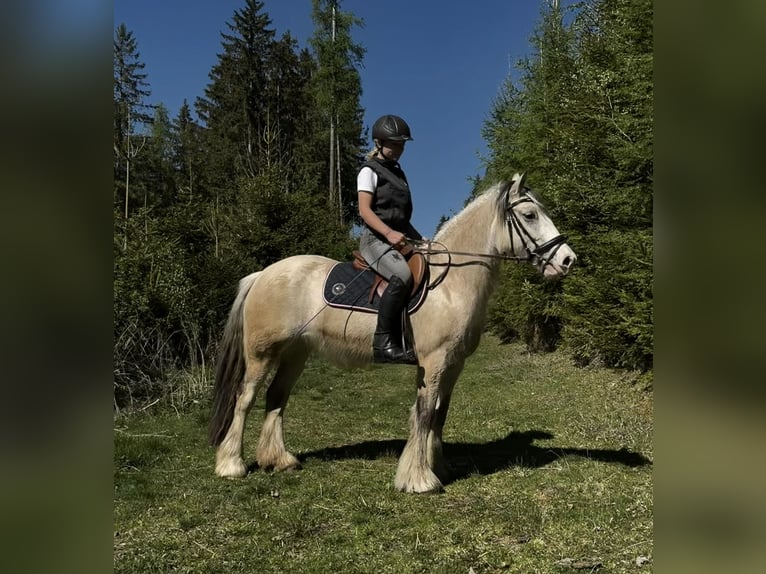Tinker Stute 6 Jahre 148 cm Palomino in Obdach