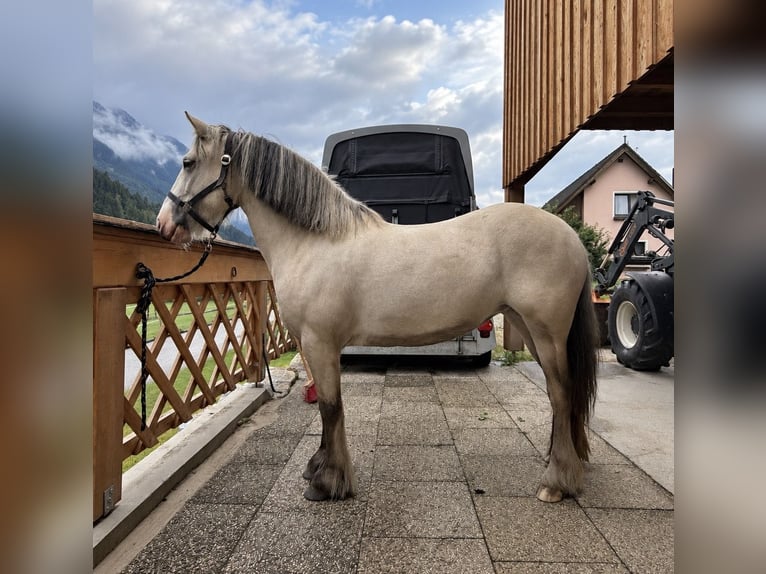 Tinker Stute 6 Jahre 148 cm Palomino in Obdach