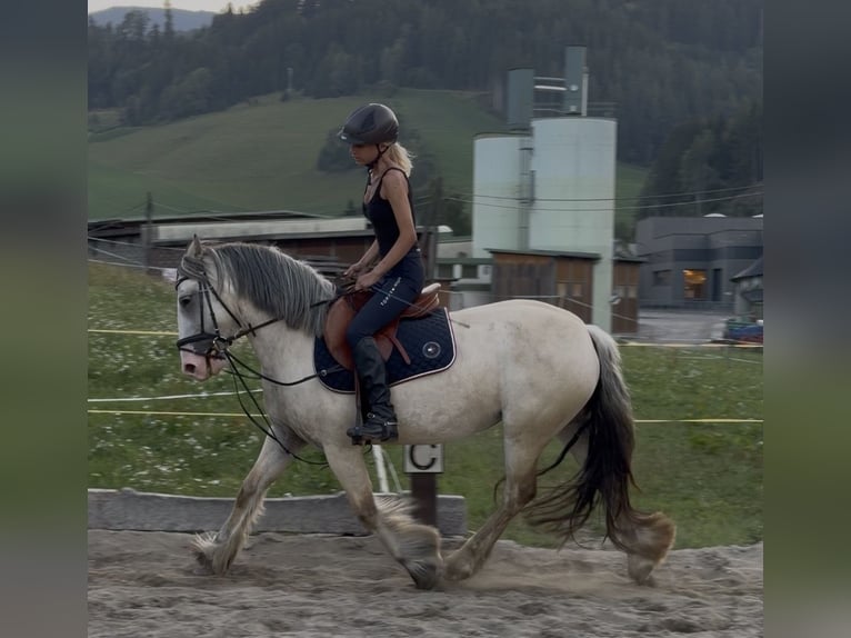 Tinker Stute 6 Jahre 148 cm Palomino in Obdach