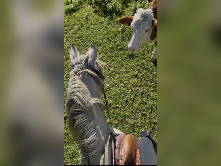 Tinker Stute 6 Jahre 148 cm Palomino in Obdach