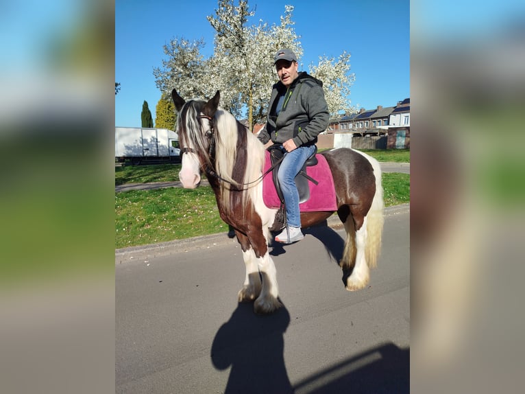 Tinker Stute 6 Jahre 150 cm Schecke in Heerlen